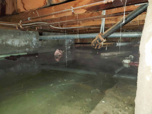 Best Flood damage cleanup  in Harlan, IA