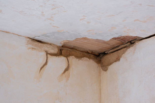 Best Local water damage restoration  in Harlan, IA
